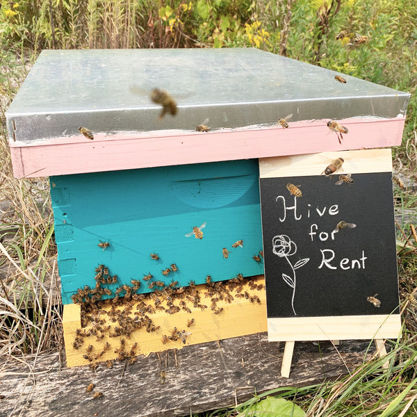 Bee hive for rent